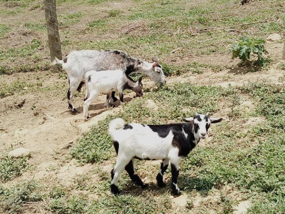 Hotel Fazenda Ararita Pôrto Feliz 外观 照片