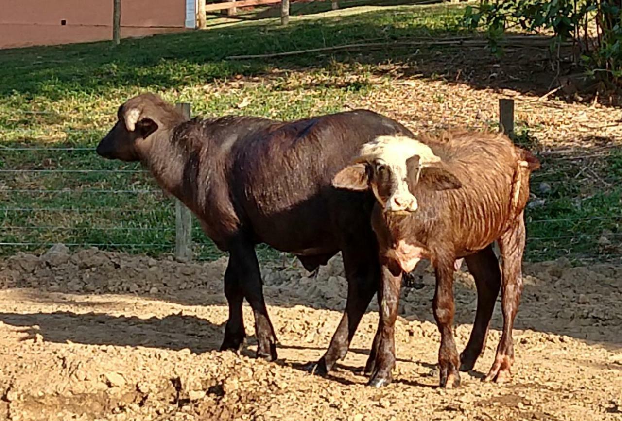 Hotel Fazenda Ararita Pôrto Feliz 外观 照片